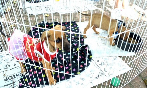 Nova Feira de Adoção de cães e gatos será realizada neste sábado em Resende